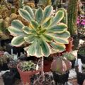 Aeonium ''SUNBURST''