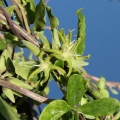 The flowers of Fockeas are greenish, not very showy but lightly scented.