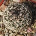 Coryphantha palmeri Cardenas, , San Luis Potosi, Mexico