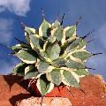 Agave applanata cv. Cream Spike (Agave patonii ''variegata'' or Agave parry cv. Merico Nishiki)